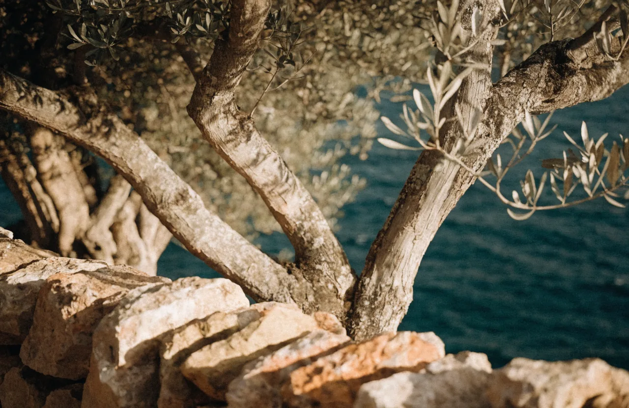 Olivenhain und Trockenmauer auf Mallorca im Abendlicht